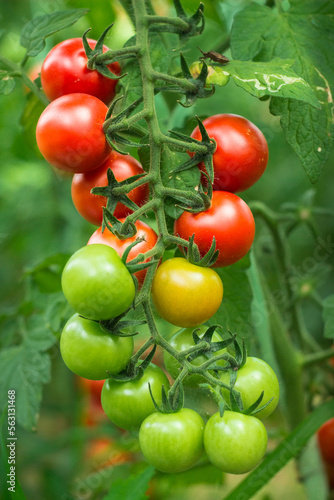 Wallpaper Mural ripe and unripe red cherry tomatoes in organic garden on a blurred background of greenery. Eco-friendly natural products, rich fruit harvest. Close up macro. Torontodigital.ca