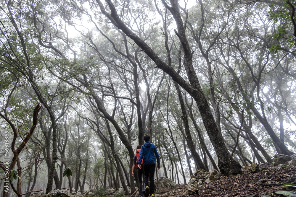 hikers in the foggy forest of Son Tries, Fita del Ram mountain, Esporles, Majorca, Balearic Islands, Spain hikers in the foggy forest of Son Tries, Fita del Ram mountain, Esporles, Majorca, Balearic Islands, Spain