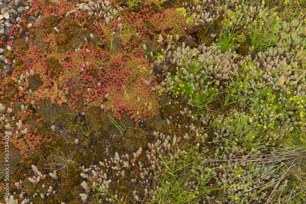 Dach-Bepflanzung, Hausdach mit Sedum-Pflanzen, Sempervivum-Pflanzen, Moos und anderen trockenverträglichen Pflanzenarten sowie Kies Dach-Bepflanzung, Hausdach mit Sedum-Pflanzen, Sempervivum-Pflanzen, Moos und anderen trockenverträglichen Pflanzenarten sowie Kies