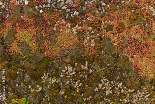 Roof vegetation, house roof with sedum plants, sempervivum plants, moss and other drought-tolerant plant species and gravel