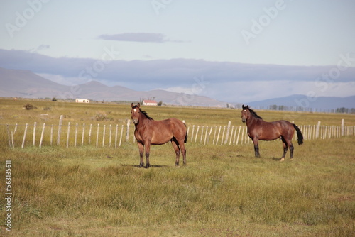 horses on the meadow © fotopica