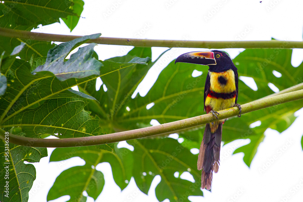 Obraz premium Beautiful, cute Fiery-billed Aracari sitting on the papaya tree leaf spotted in Costa Rica