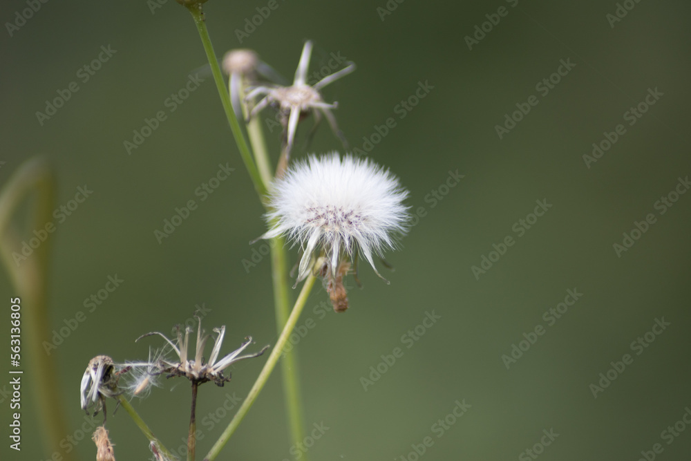 Plantas y flores