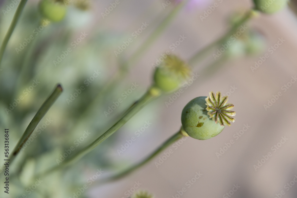 Plantas y flores