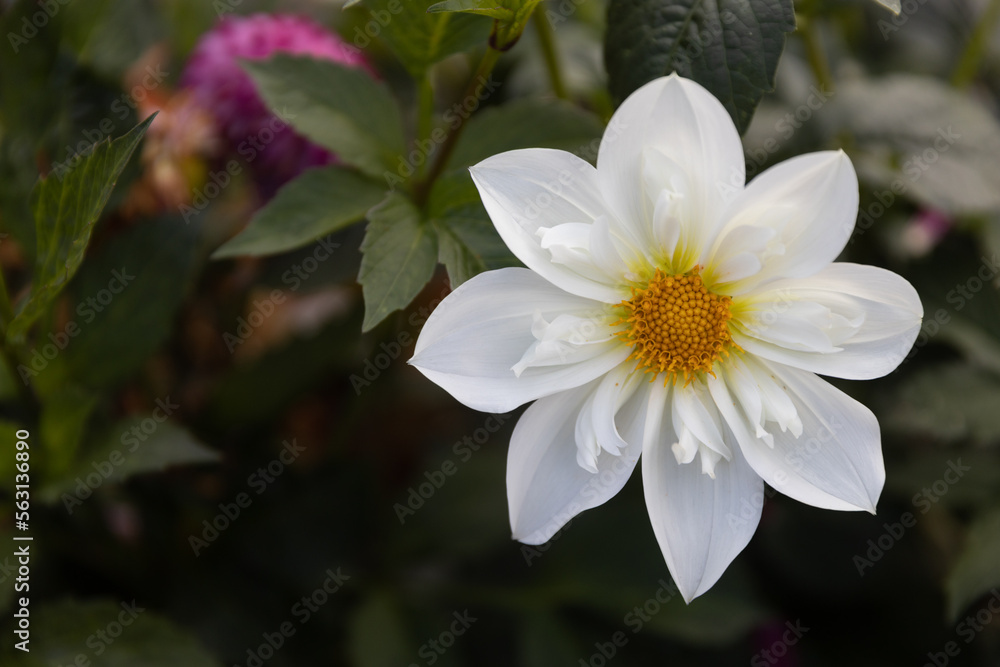 Fototapeta premium Plantas y flores