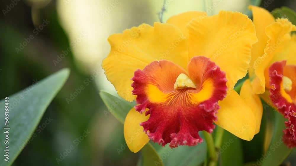 Cattleya orchid on nature bokeh background. Cattleya orchid on nature bokeh background.