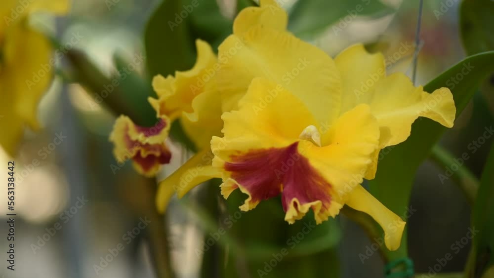 Cattleya orchid on nature bokeh background. Cattleya orchid on nature bokeh background.
