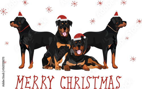 Rottweiler dog drawing. Cute dog characters in various poses, designs for prints, adorable and cute Christmas Rottweiler breed cartoon vector set, in different poses in hats, smiling cute pet.