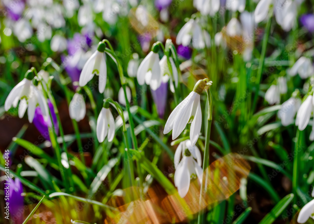 Fototapeta premium white snowdrops on green grass on a spring sunny day