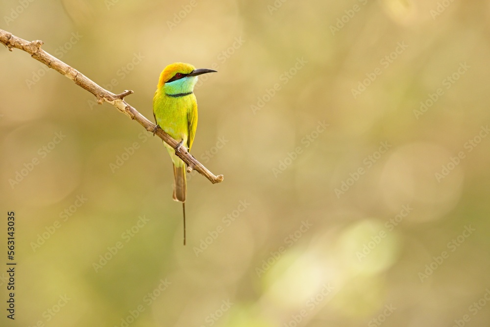 Vlha proměnlivá, Merops orientalis, Green bee-eater, sitting on the branch at Wilpattu park Sri Lanka, best light, detail portrait, Vlha proměnlivá, Merops orientalis, Green bee-eater, sitting on the branch at Wilpattu park Sri Lanka, best light, detail portrait,