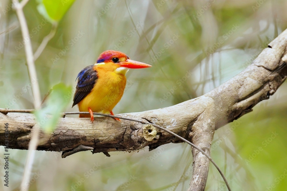 The oriental dwarf kingfisher (Ceyx erithaca), also known as the black-backed kingfisher or three-toed kingfisher, on the branch, closeup