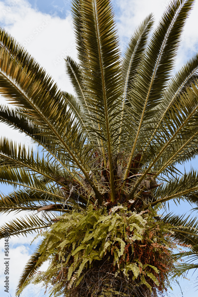 palm tree palm tree