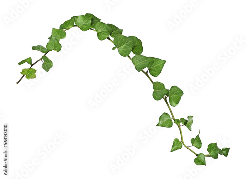 Fotobehang weave of ivy on piece of wood on transparent background