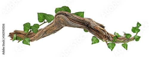 Fotografia weave of ivy on piece of wood on transparent background