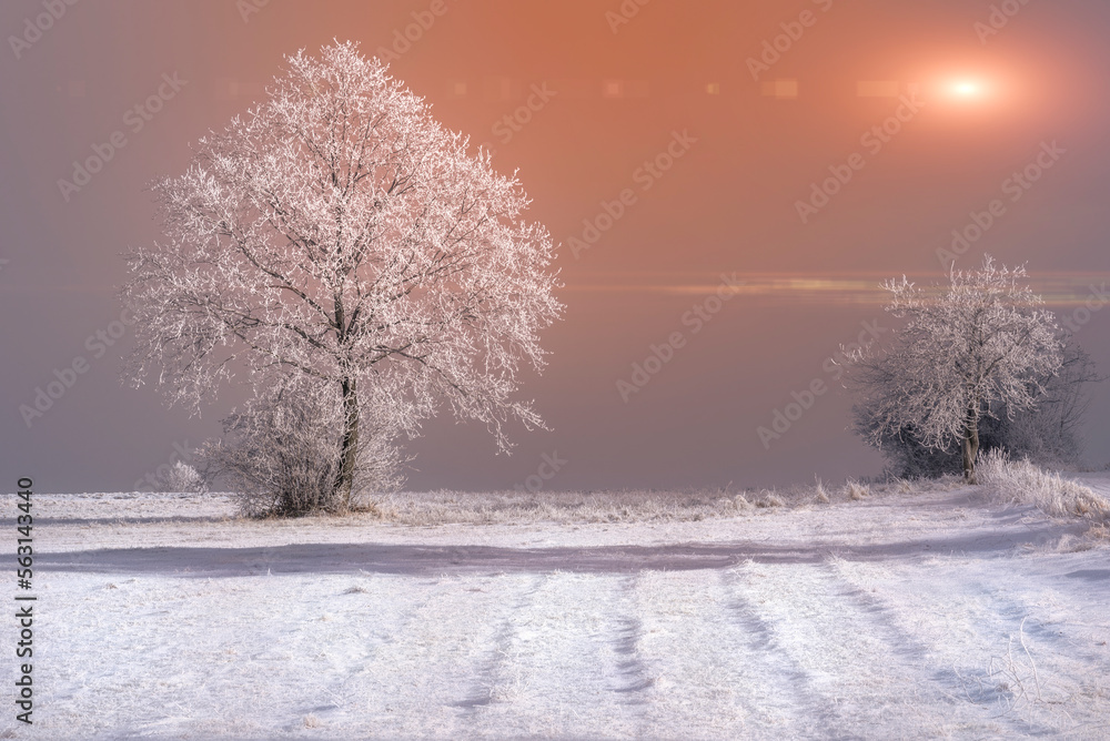 Fototapeta premium trees in the snow