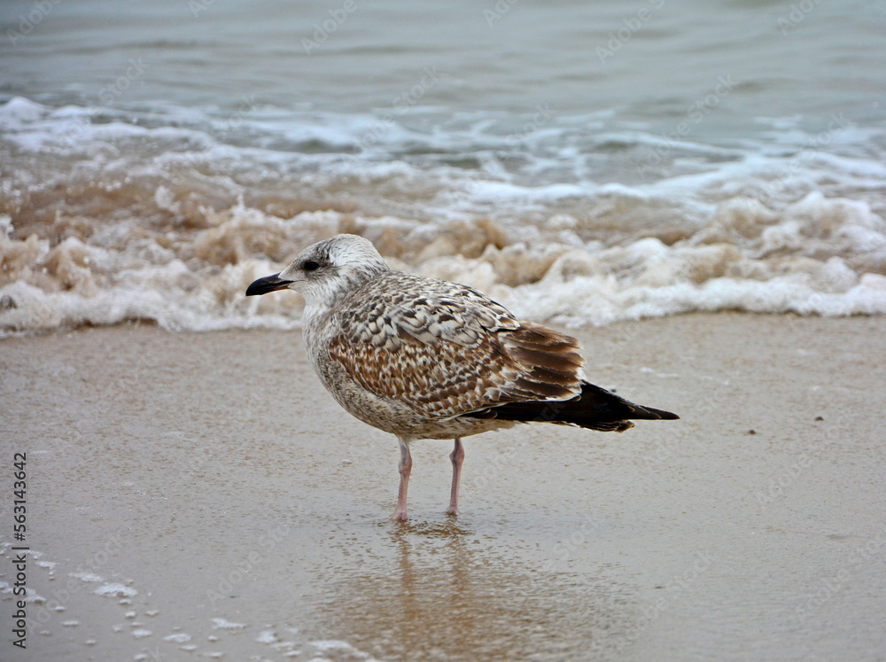 młoda mewa na plaży, mewa nad morzem, young seagull by the sea (Larinae)