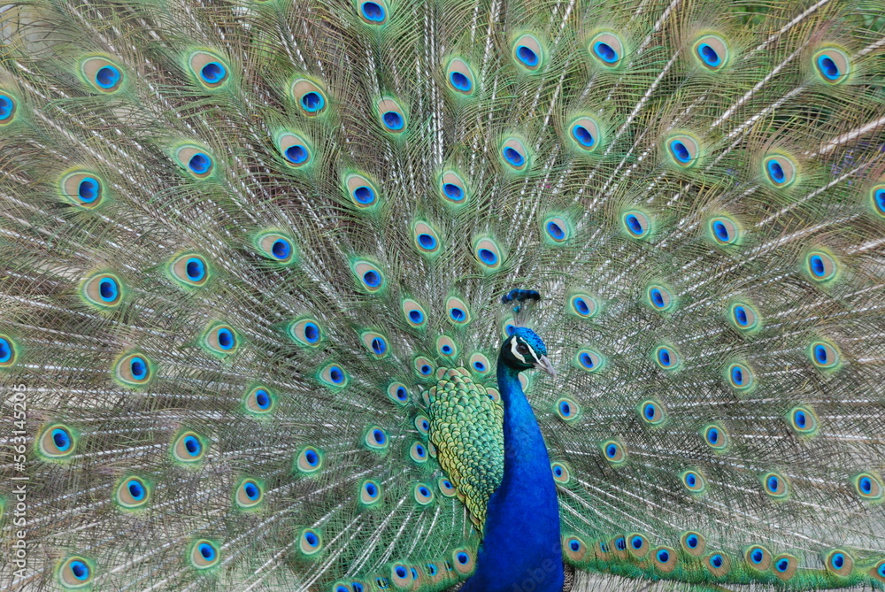 Obraz premium peacock with feathers out