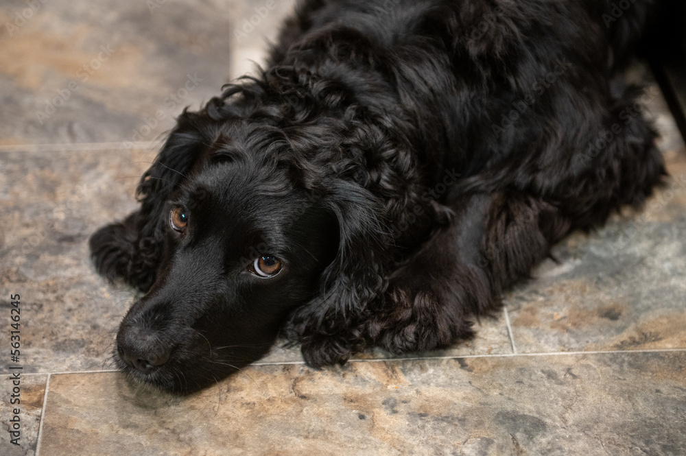 Black English Cocker laying on the floor Black English Cocker laying on the floor
