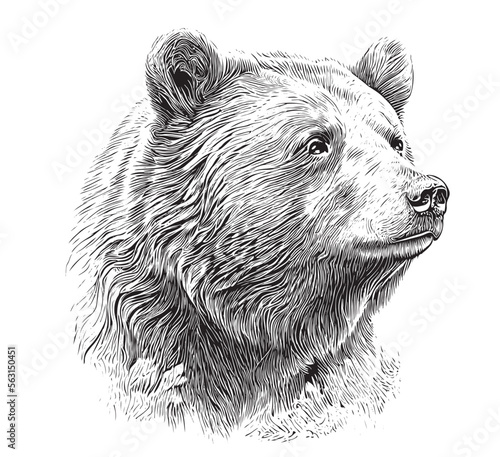 Beautiful realistic bear portrait hand drawn engraving sketch Vector illustration.