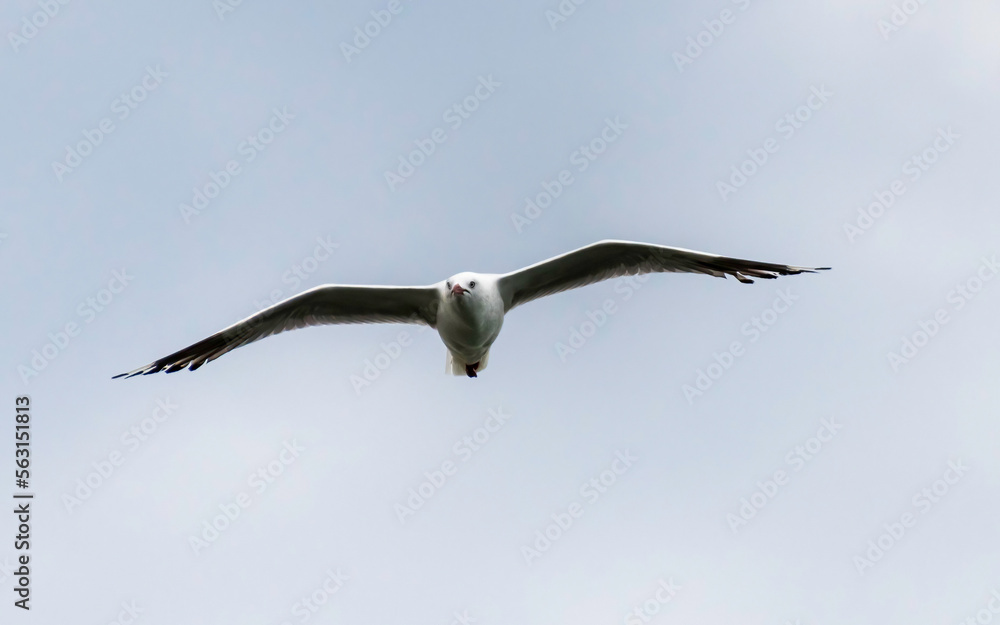 Seagull in flight with wings outstretched Seagull in flight with wings outstretched