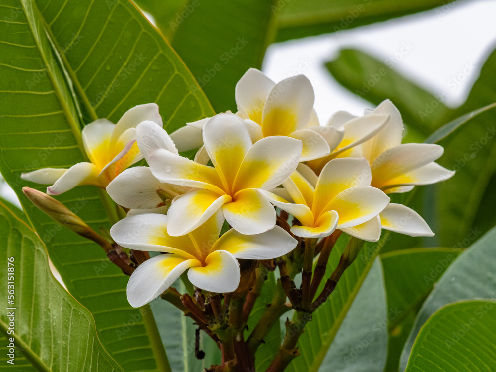 White and yellow frangipani flowers on the tree in light rain White and yellow frangipani flowers on the tree in light rain