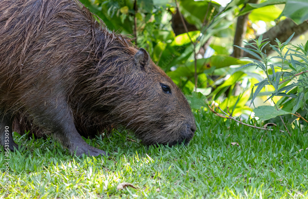 Photograph of a capybara in the park of São José dos Campos, São Paulo, Brazil. Photograph of a capybara in the park of São José dos Campos, São Paulo, Brazil.