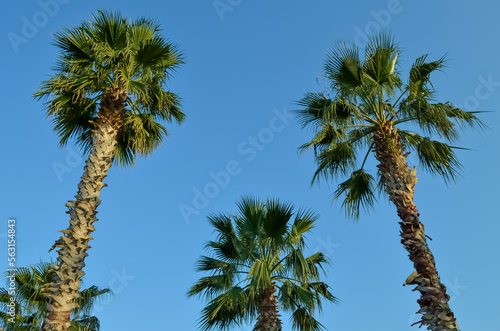 Palm trees, blue sky background