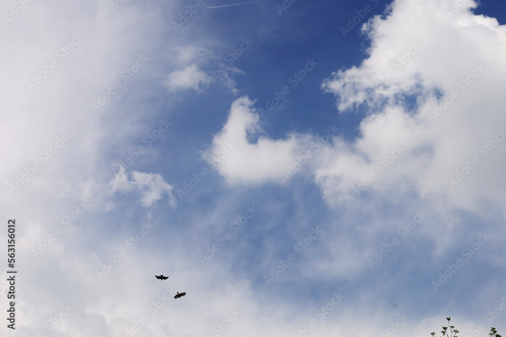 The predator birds flying in the blue sky The predator birds flying in the blue sky