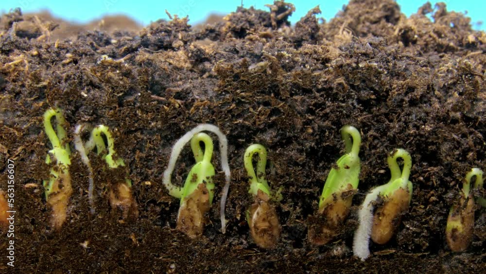 Flax seeds sprout and young plants with green leaves and stems appear