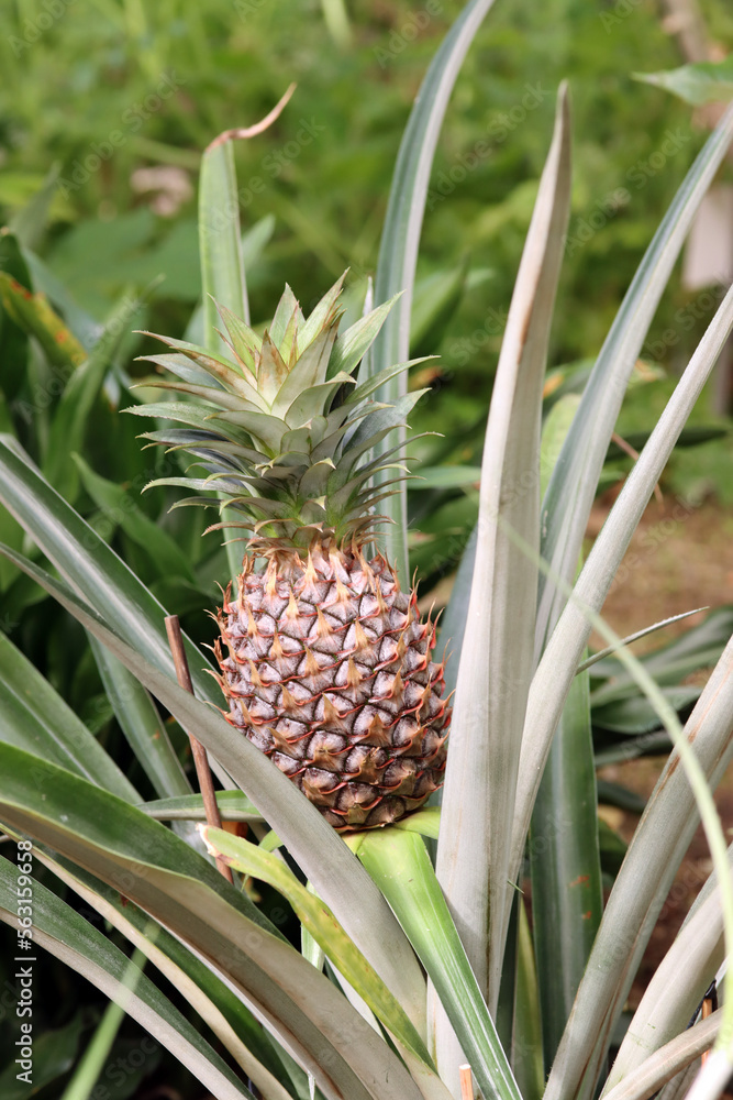 Ananas (Ananas comosus oder Ananas sativus) - Kulturform Ananas (Ananas comosus oder Ananas sativus) - Kulturform