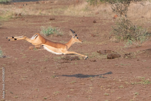 impala running in the savannah photo