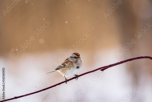 An American Tree Sparrow on a branch during a snowy day photo
