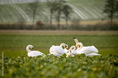 Fototapeta Naklejka Na Ścianę i Meble -  Beautiful white swans in a green field in winter