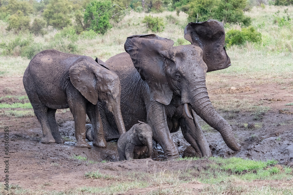 Fototapeta premium elephants in the savannah