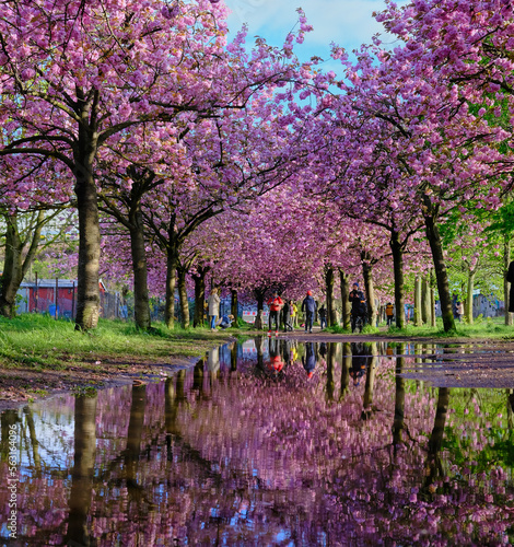 Photography blooming sakura is mirrowed in a puddle, passerby pedestrian enjoying the blosso