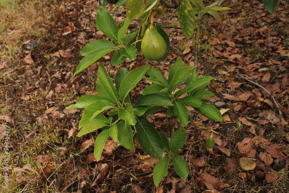 Cultivo y cosecha de aguacates en la región Orinoquía de Colombia, diversidad de árboles de aguacate, tipos de hoja del cultivo proceso de siembre y características de algunas plagas.