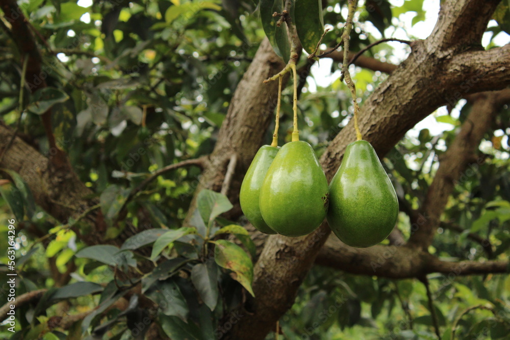 Cultivo Y Cosecha De Aguacates En La Regi n Orinoqu a De Colombia cultivo-y-cosecha-de-aguacates-en-la-regi-n-orinoqu-a-de-colombia