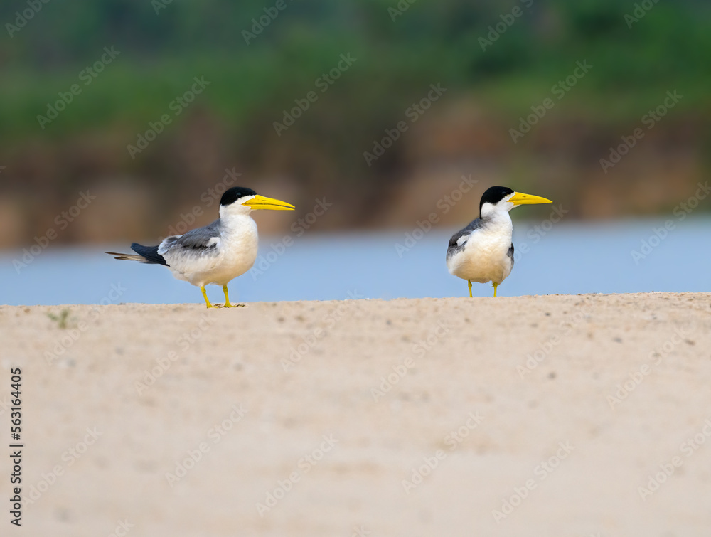 Male and Female Large-billed Terns standing on river's sandbar in Pantanal, Brazil Male and Female Large-billed Terns standing on river's sandbar in Pantanal, Brazil