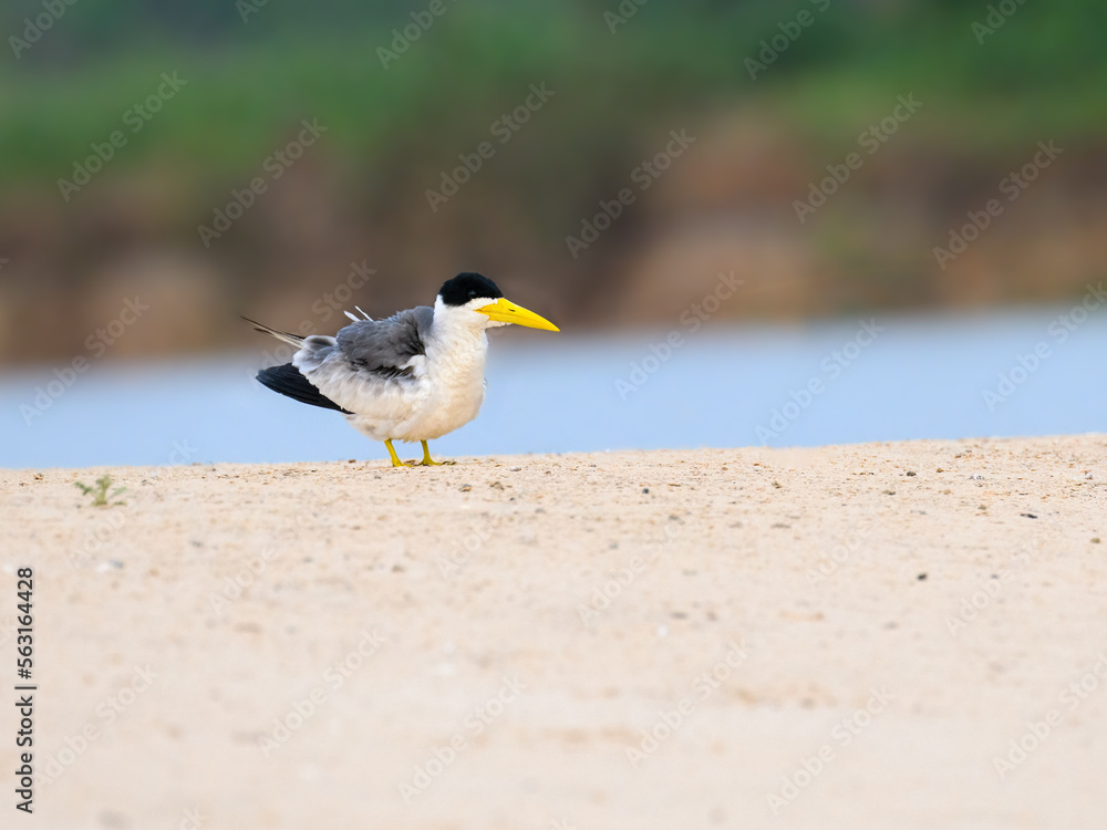 Large-billed Tern standing on river's sandbar in Pantanal, Brazil Large-billed Tern standing on river's sandbar in Pantanal, Brazil