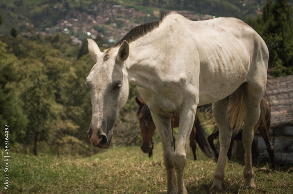 Horse in the field