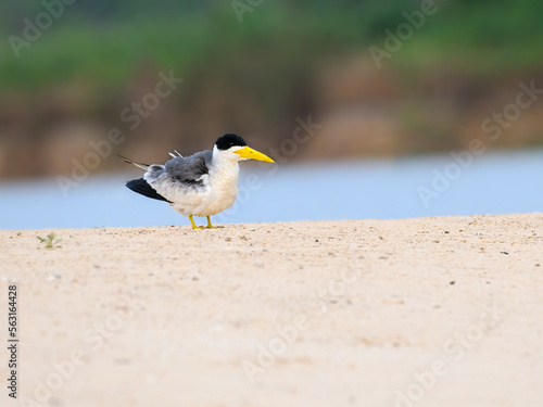  Large-billed Tern  standing on river's sandbar in Pantanal, Brazil