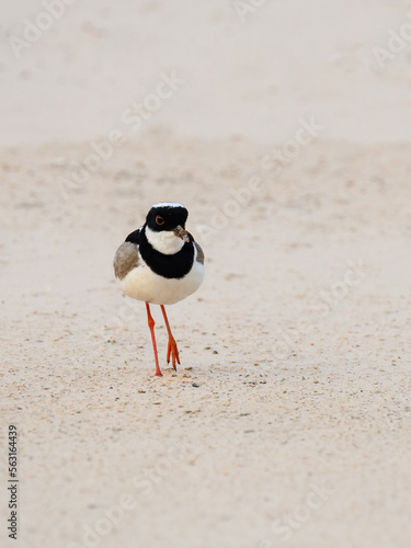 Pied Lapwing walking on river's sandbank in Pantanal, Brazil photo