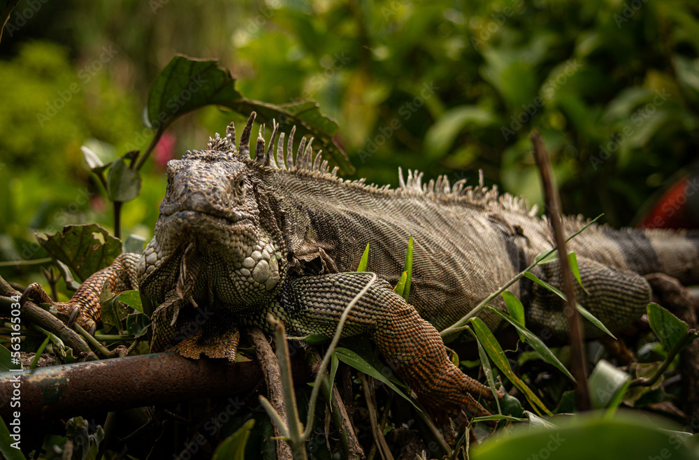 Obraz premium Lizard in nature