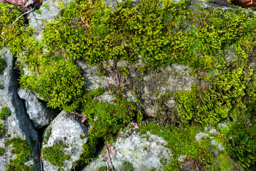 stone wall with moss 06