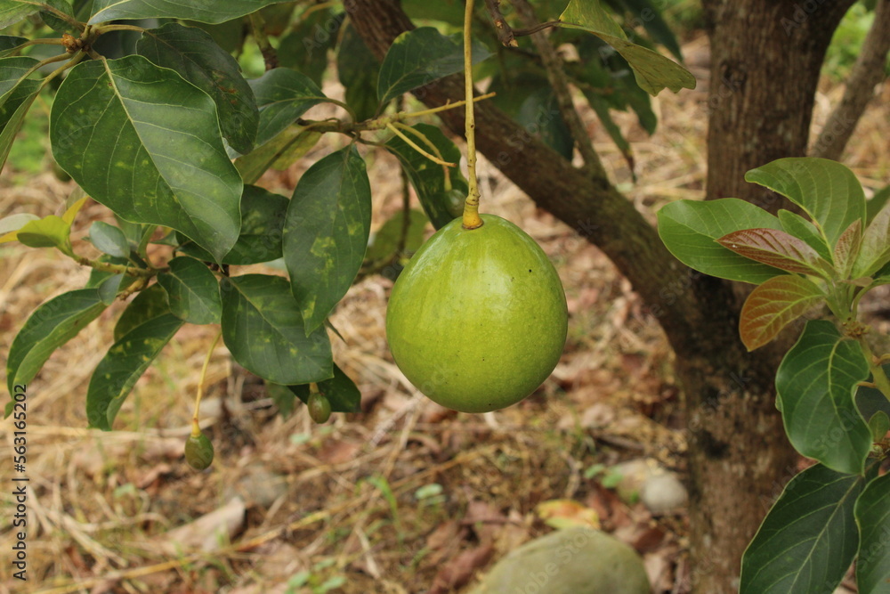 Cultivo y cosecha de aguacates en la región Orinoquía de Colombia, diversidad de árboles de aguacate, tipos de hoja del cultivo proceso de siembre y características de algunas plagas.