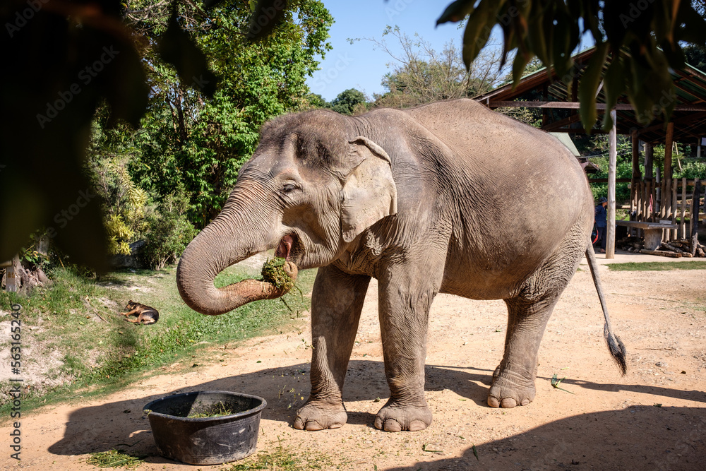Obraz premium Asian Elephant at a Wildlife Sanctuary