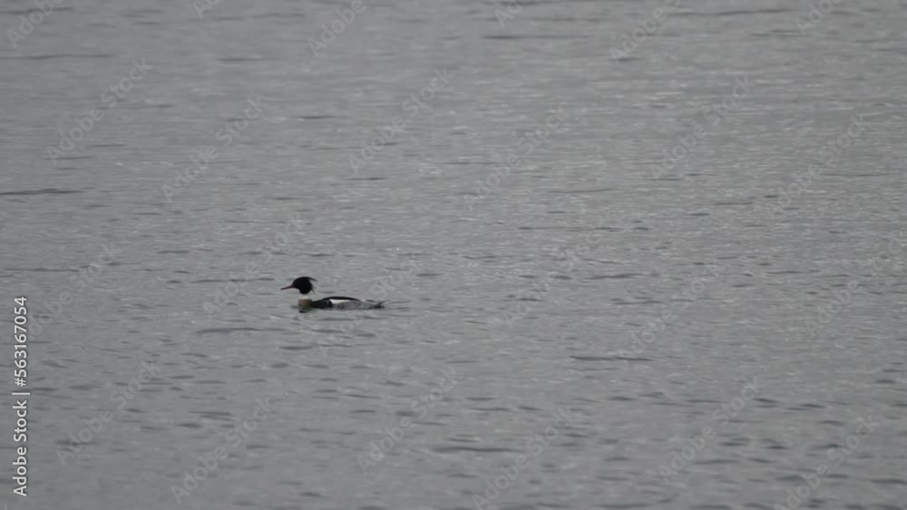 red breasted merganser in a sea red breasted merganser in a sea