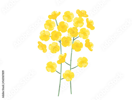 挿し絵などに使いやすい手塗り風の菜の花をイメージしたイラスト