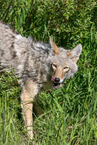 Coyote Licking Face 