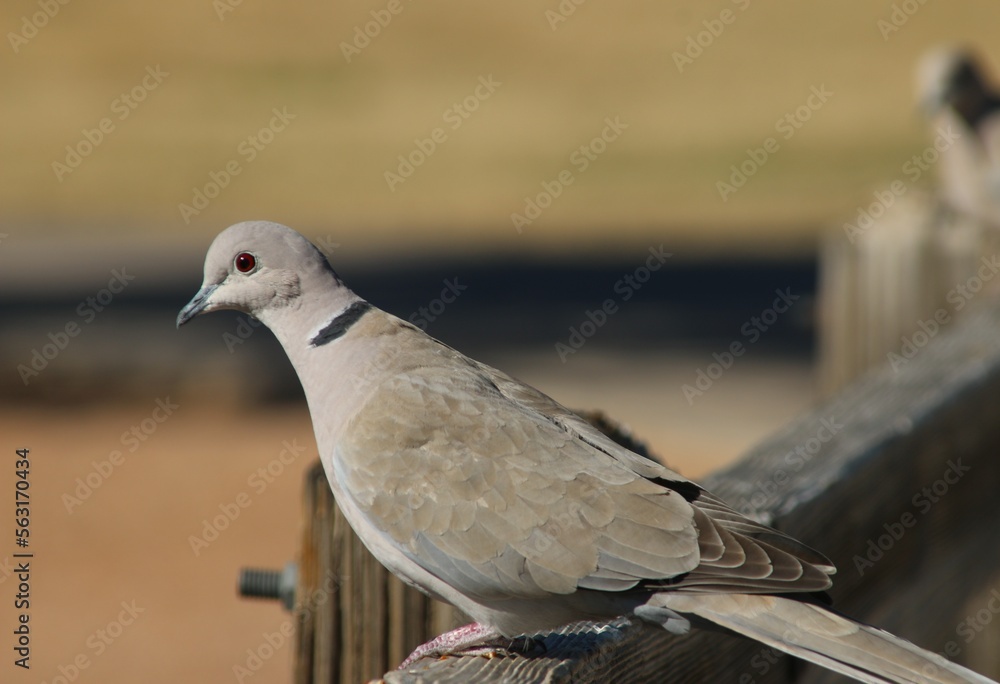 Fototapeta premium pigeon in the city